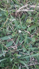 Chaptalia piloselloides