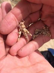 Cibolacris parviceps