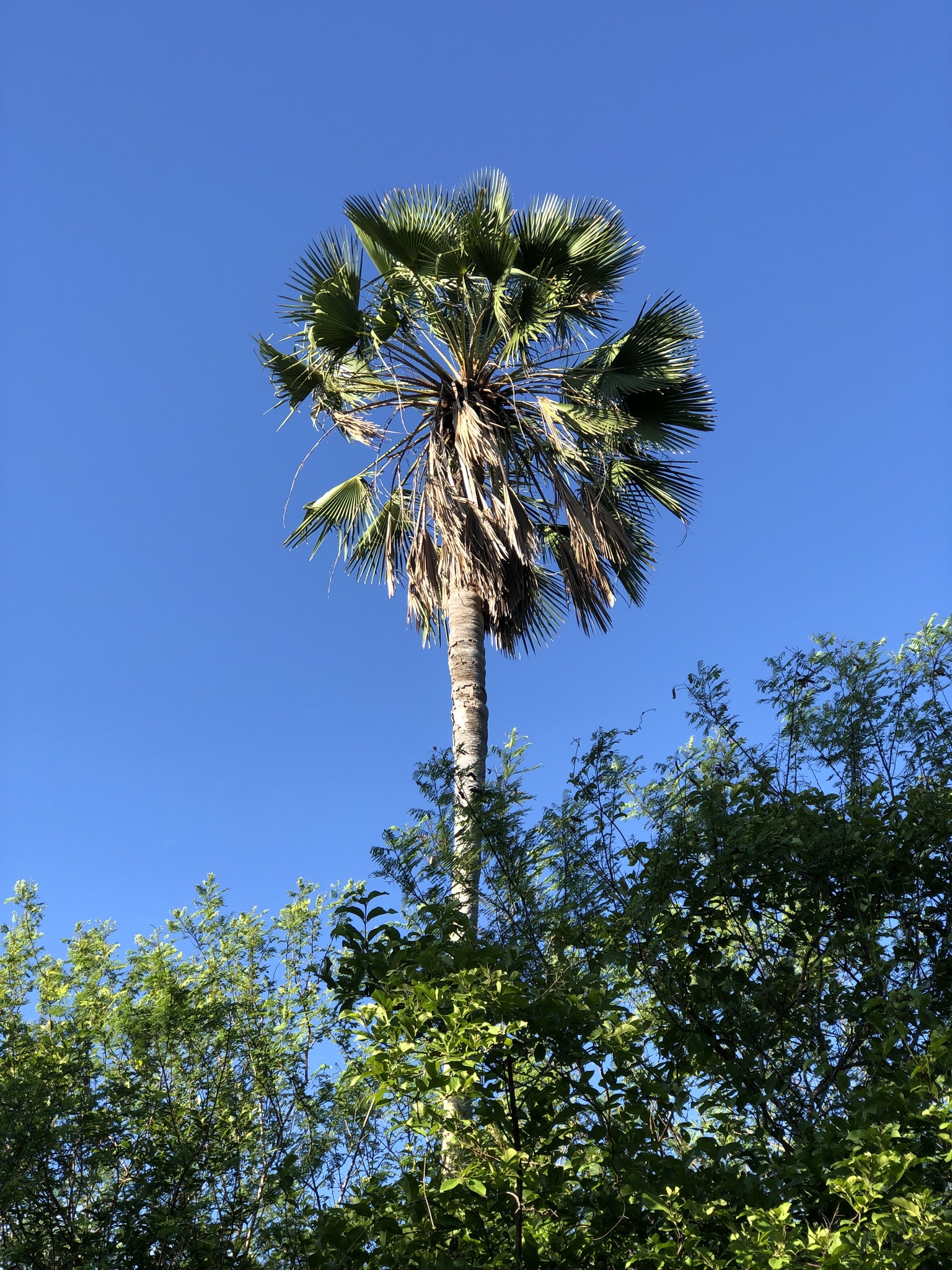 Copernicia prunifera