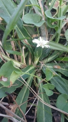 Chaptalia piloselloides