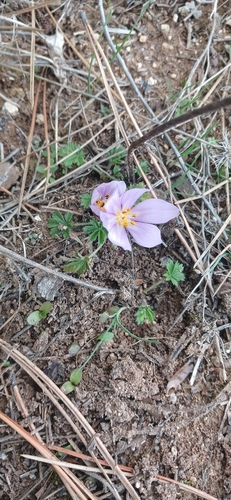 Colchicum triphyllum