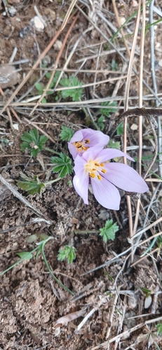 Colchicum triphyllum
