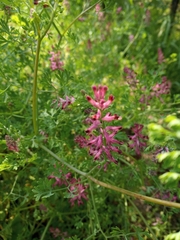 Fumaria officinalis