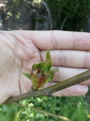 Dryocosmus kuriphilus