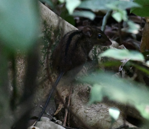 West African Striped Mouse (Typomys trivirgatus) — Data Deficient Mammalia