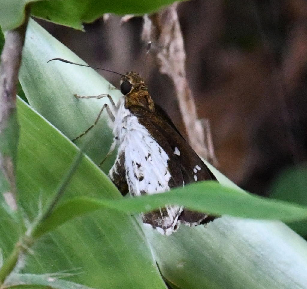 Common Costus Skipper