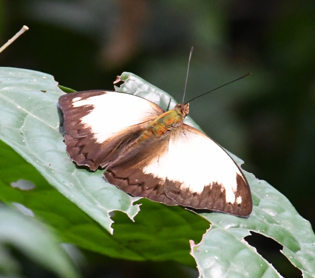 Jodutta Glider