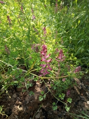 Fumaria officinalis