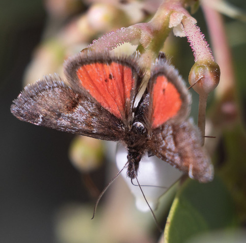 Hoary Pyrausta photo 4