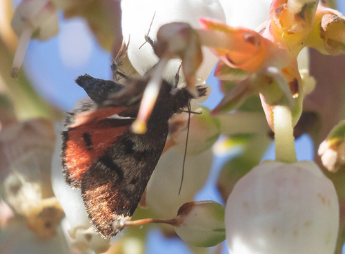 Hoary Pyrausta photo 5