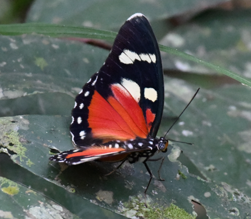 Euphaedra perseis
