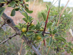 Rhamnus × intermedia