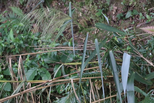 Image of Thysanolaena latifolia by no rights reserved