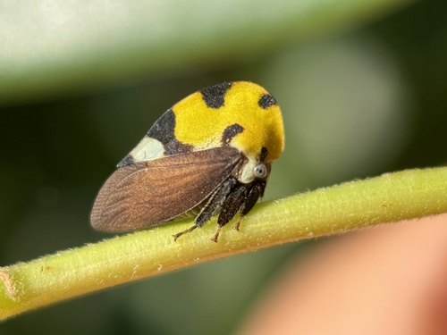 Mexican Treehopper photo 2