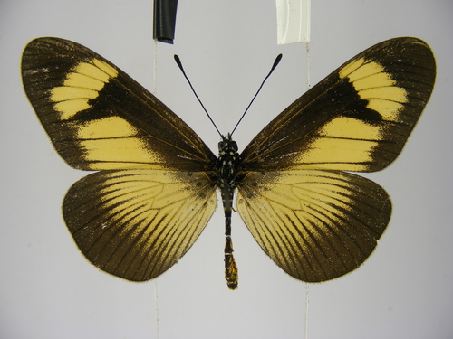 Jodutta Acraea