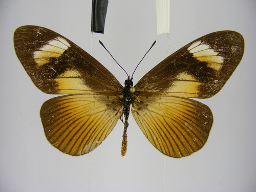 Jodutta Acraea