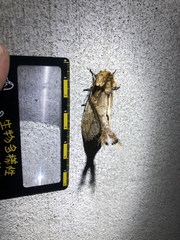 Dudusa synopla