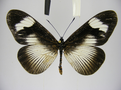 Jodutta Acraea