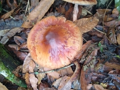 Amanita brunneolocularis