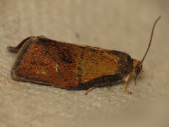Ptycholoma lecheana