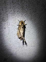 Dudusa synopla