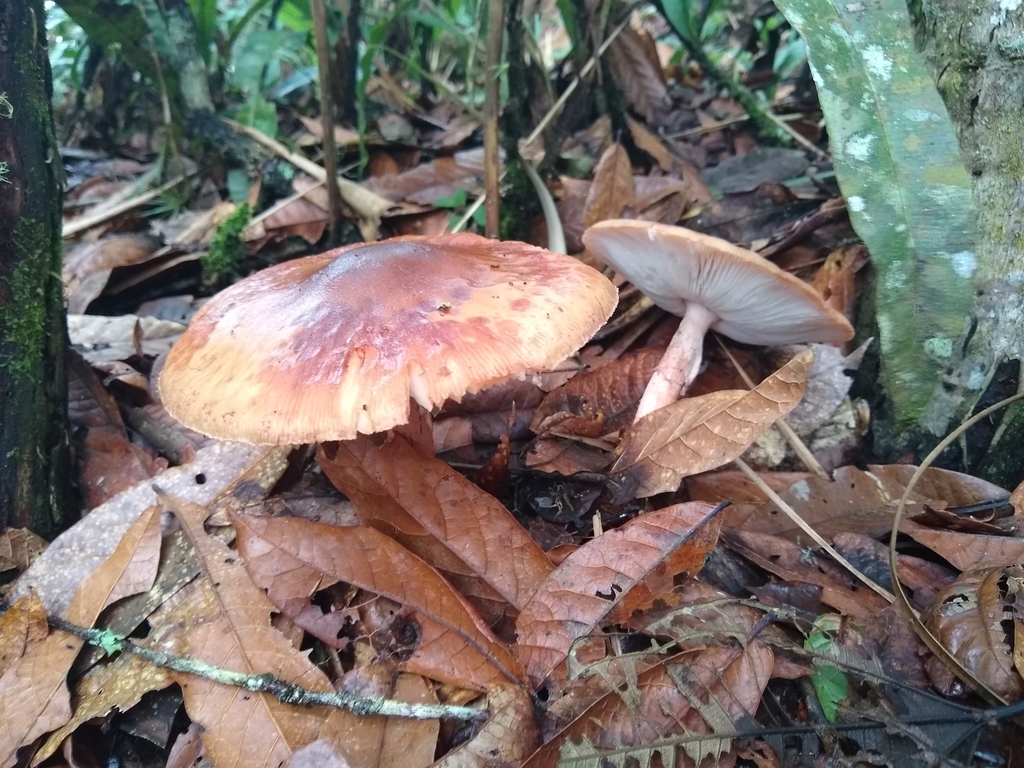 Amanita brunneolocularis · April 2019 · photo: © alexandermartinez (iNaturalist, cc-by)