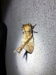 Dudusa synopla