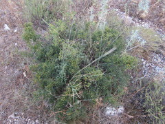 Rhamnus × intermedia