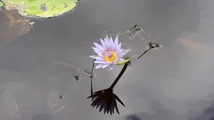 Nymphaea nouchali caerulea