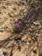 Oxalis commutata commutata