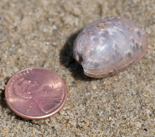 Bulla gouldiana