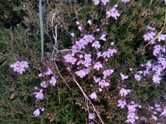 Thymus caespititius