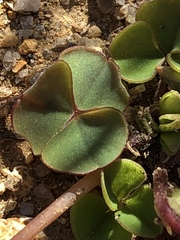 Oxalis commutata commutata