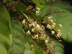 Sterculia monosperma