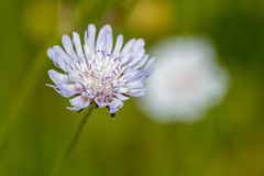 Knautia