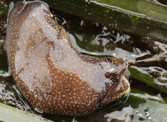 Aglaja ocelligera