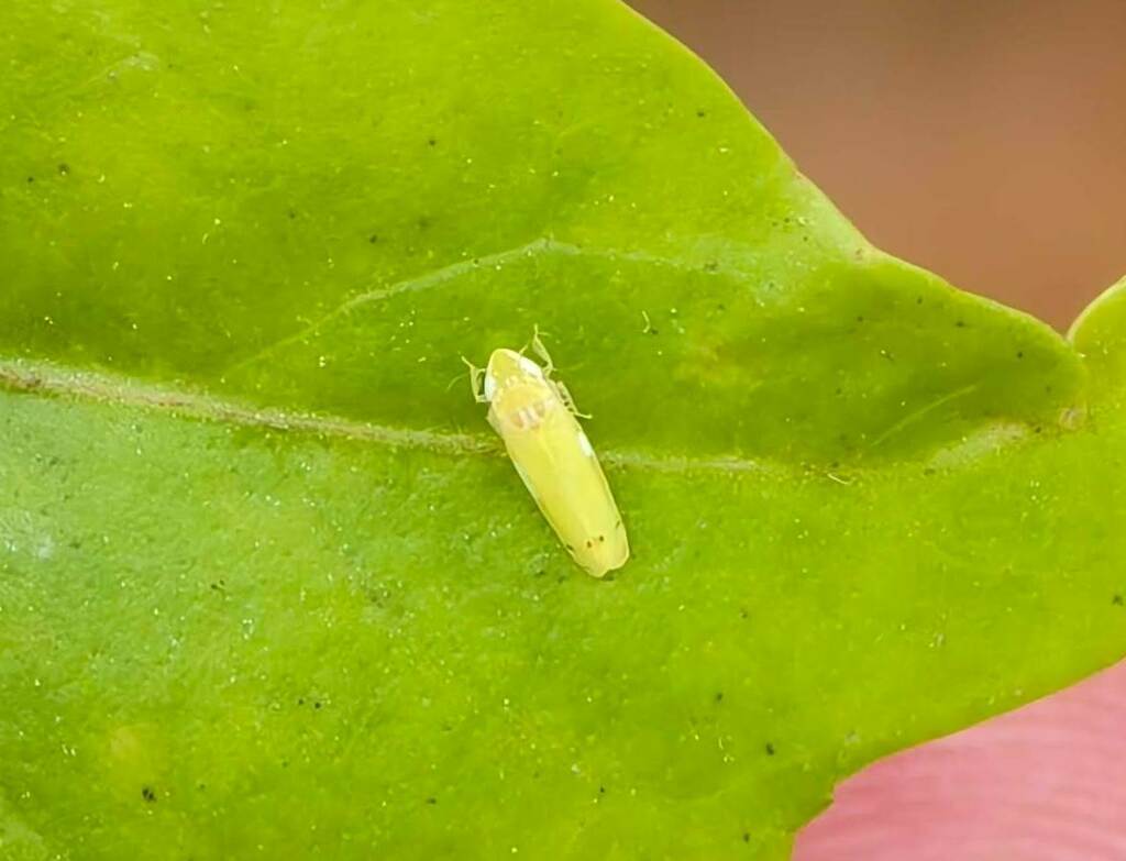 Karachiota