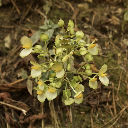 Begonia thiemei, photograph 2