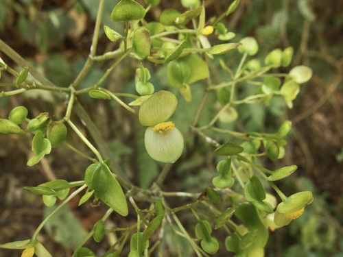 Begonia thiemei, photograph 3