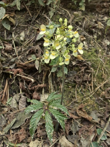 Begonia thiemei, photograph 5