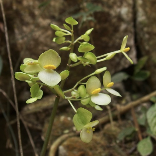 Begonia thiemei, photograph 6