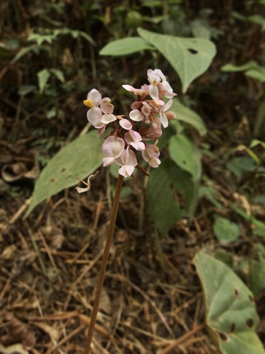 Begonia pinetorum