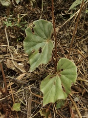 Begonia pinetorum, photograph (c) Sue Carnahan, some rights reserved (CC BY)
