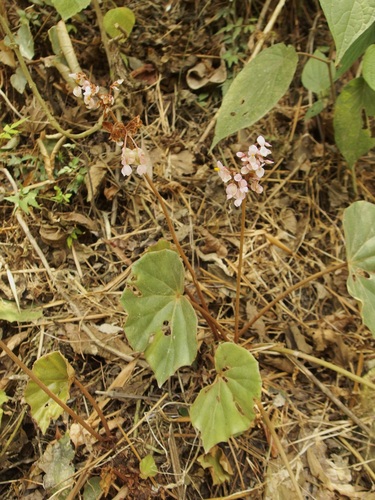 Begonia pinetorum, photograph 3