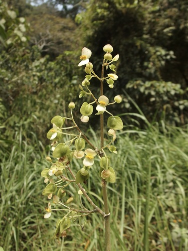 Begonia thiemei