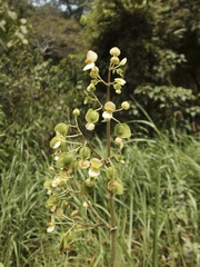 Begonia thiemei