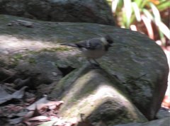 Parus minor commixtus