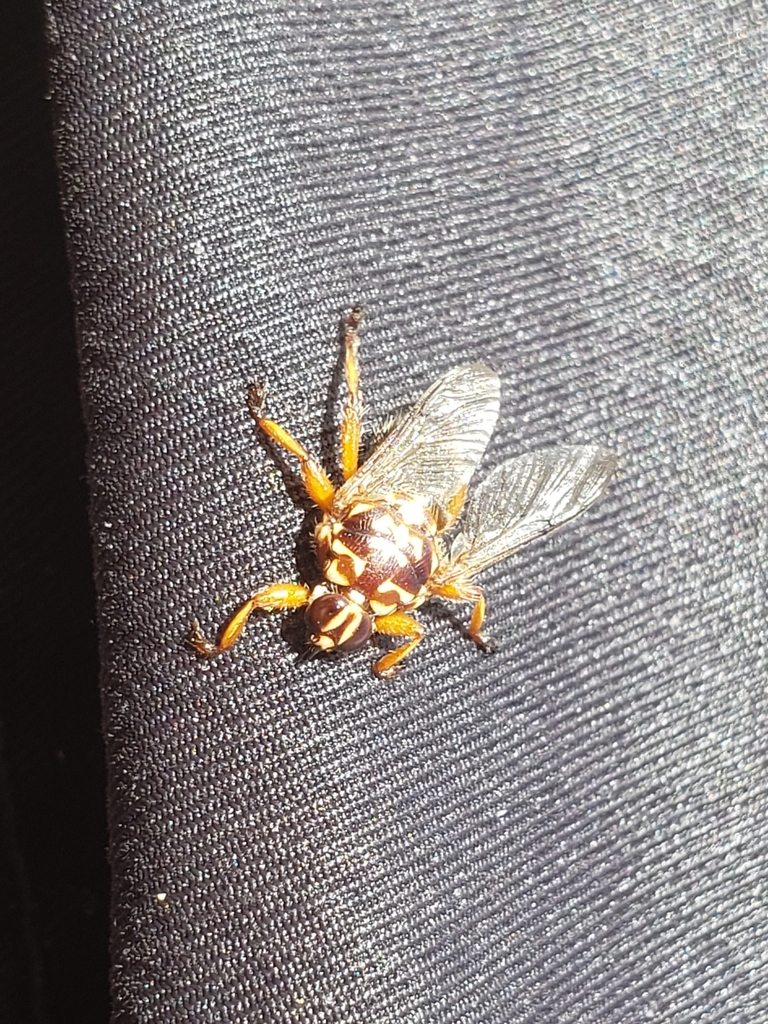 Hippobosca variegata