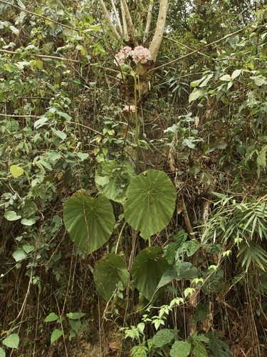 Begonia pinetorum, photograph 4