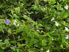 Brunfelsia uniflora
